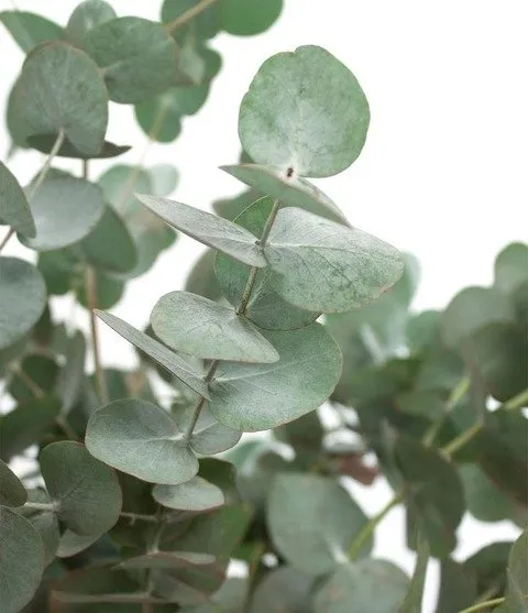 Atado de eucaliptus medicinal