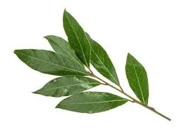 Atado de laurel fresco